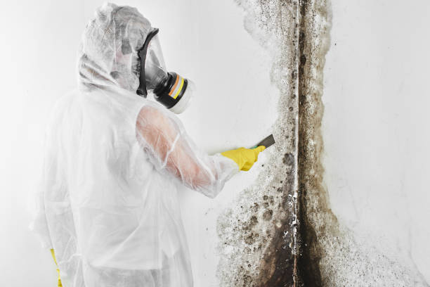 Best Certified Mold Removal  in Eastpoint, FL