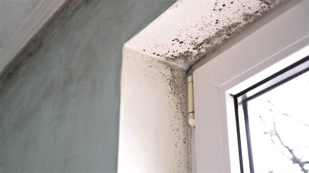 Best Black Mold Removal  in Eastpoint, FL