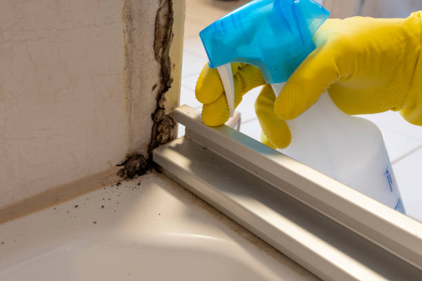 Best Commercial Mold Removal  in Eastpoint, FL