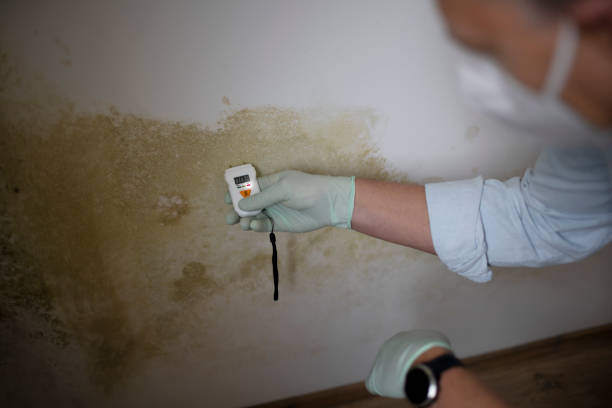 Best Mold Cleaning Services  in Eastpoint, FL