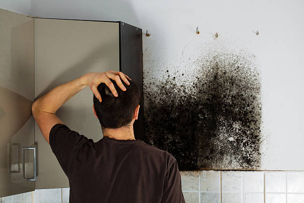 Best Office Mold Removal Services  in Eastpoint, FL