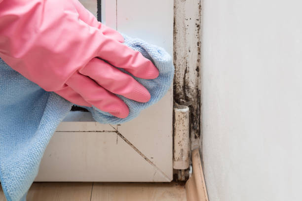 Best Toxic Mold Removal  in Eastpoint, FL